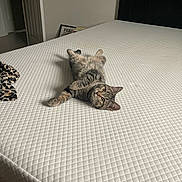Chicken Elizabeth joined the competition — help win amazing prizes! bed, blanket, cat, curious, door, feline, fur, headboard, home, indoor, interior, leopard_print, lying_down, mattress, paws, pet, relaxing, tabby, whiskers, white