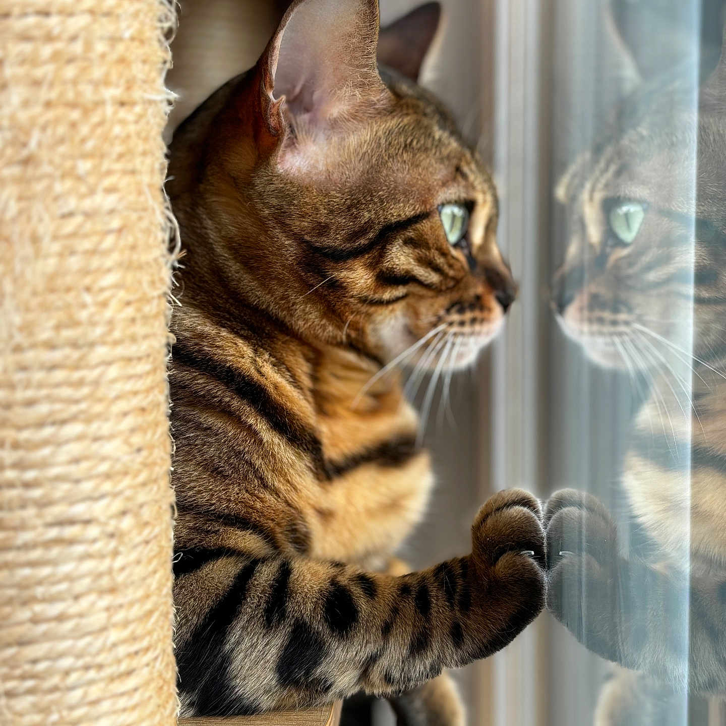 Solis a rejoint le concours — aidez-le/la à gagner de superbes lots ! abyssinian, animal, cat, egyptiancat, kitten, manx, ocelot, pet