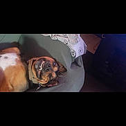 Rocko joined the competition — help win amazing prizes! animal, blanket, canine, collar, comfort, couch, cozy, cute, dog, domestic, funny_expression, fur, home, indoor, living_room, pet, playful, relaxed, resting, smiling_dog