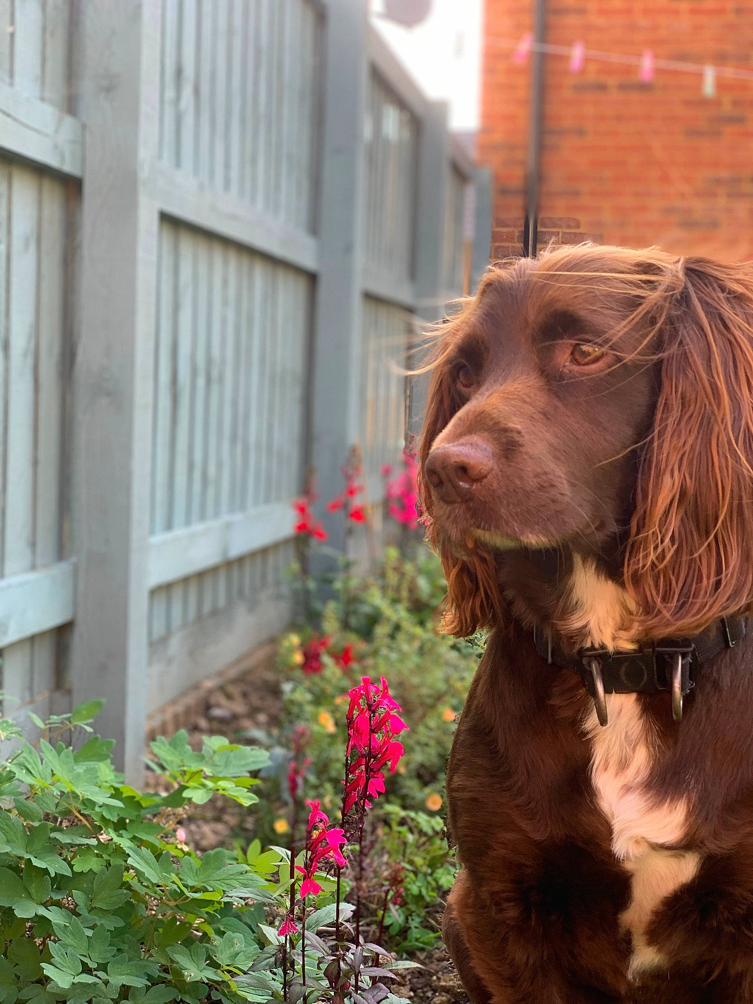 Bobby is registered to the contest to win money with this photo: annual_plant, building, carnivore, companion_dog, dog, dog_breed, dog_collar, fawn, flower, grass, groundcover, gun_dog, liver, plant, retriever, snout, spaniel, sporting_group, wood, working_animal