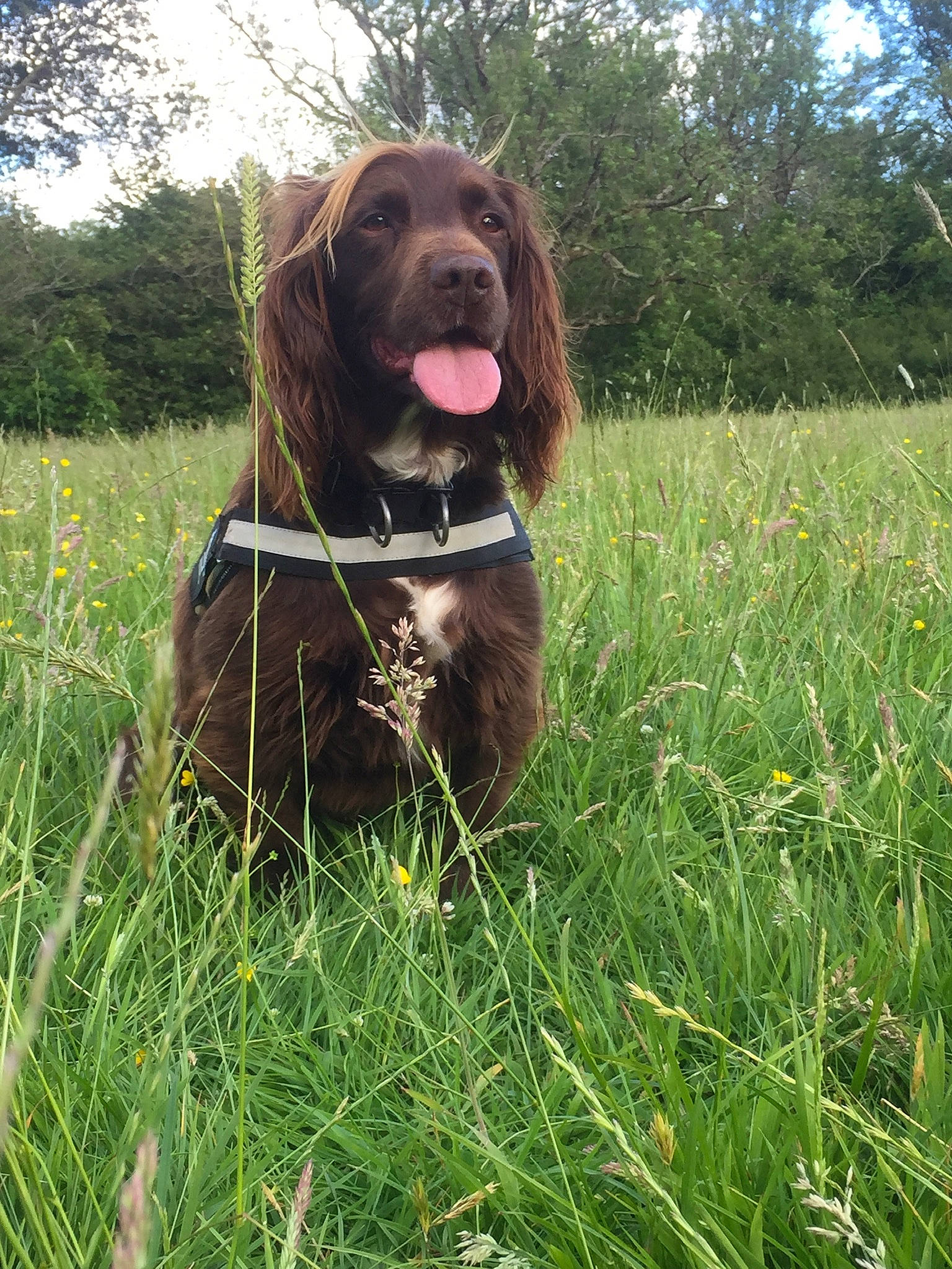 Bobby is registered to the contest to win money with this photo: canidae, carnivore, collar, companion_dog, dog, dog_breed, dog_collar, event, grass, grassland, gun_dog, hunting_dog, liver, plant, prairie, sky, snout, sporting_group, tree, working_animal