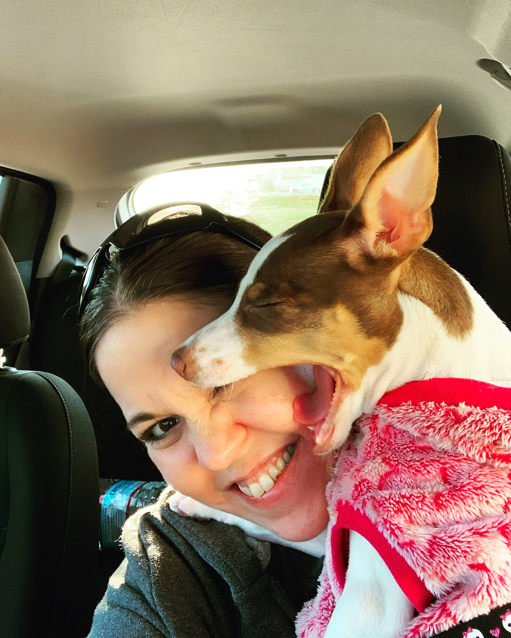Maple joined the competition — help win amazing prizes! canidae, car_seat, carnivore, companion_dog, dog, dog_breed, ear, family_car, fawn, fur, gesture, happy, head_restraint, luxury_vehicle, smile, snout, sporting_group, toy_dog, vehicle_door, whiskers