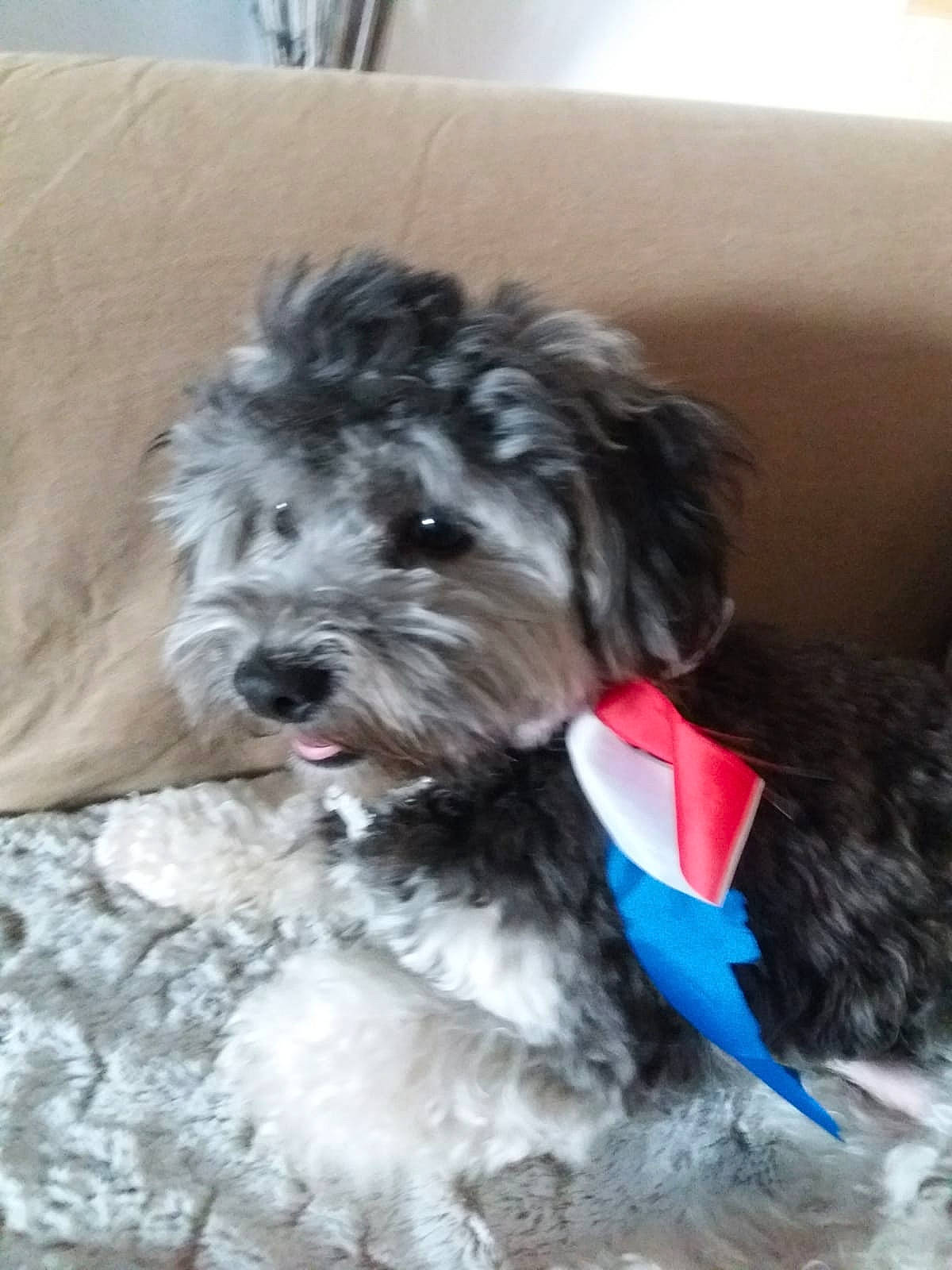 Woody a rejoint le concours — aidez-le/la à gagner de superbes lots ! bolonka, canidae, carnivore, cockapoo, dog, dog_breed, havanese, kyi_leo, maltepoo, mammal, miniature_poodle, morkie, poodle_crossbreed, puppy, schnoodle, shih_poo, sporting_lucas_terrier, terrier, tibetan_terrier, vertebrate