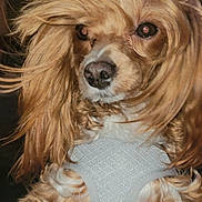 Spencer joined the competition — help win amazing prizes! dog, pet, animal, fur, curly_fur, harness, close_up, portrait, brown_fur, fluffy, cute, mammal, indoors, face, eyes, nose, hair, adorable, expression, canine