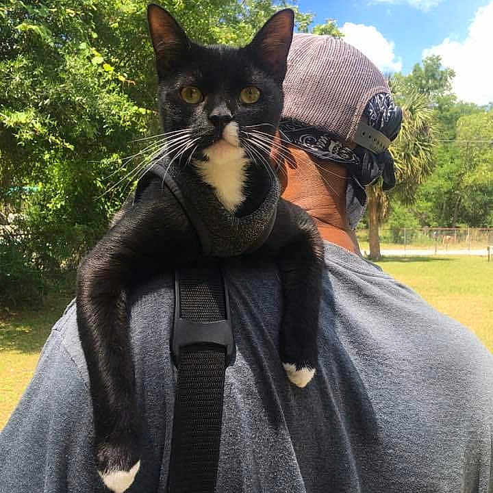 Boogs joined the competition — help win amazing prizes! accessories, adult, animal, cap, cat, clothing, face, grass, hat, head, male, man, person, pet, photography, plant, portrait, strap, tree, vegetation