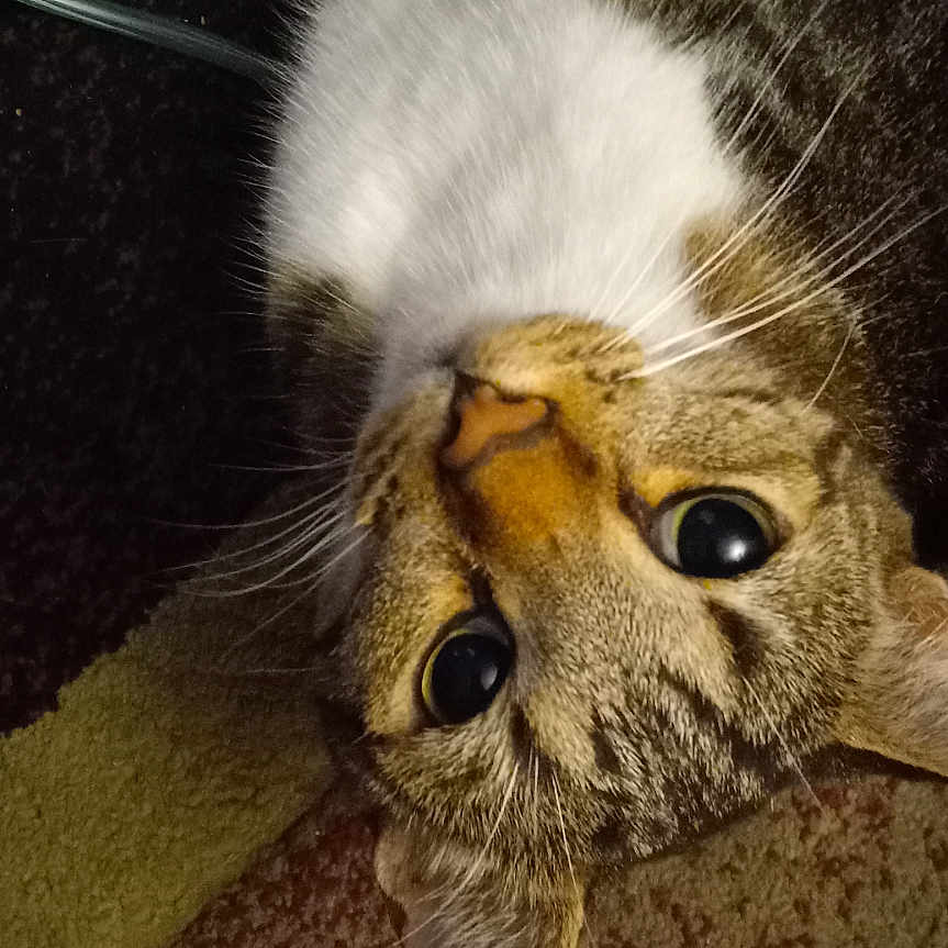 Oscar