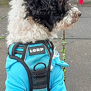Snoopy joined the competition — help win amazing prizes! dog, curly_fur, black_and_white, blue_outfit, harness, playground, outdoor, sitting, profile, pet, animal, fluffy, white_fur, black_fur, portrait, colorful, play_equipment, rubber_floor, cute, fashionable