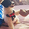 Snoopy joined the competition — help win amazing prizes! dog, puppy, small_dog, fluffy, black_and_white, bow_tie, formalwear, costume, handshake, human_hand, sitting, indoors, bed, blanket, sunlight, warm_lighting, portrait, cute, playful, pet