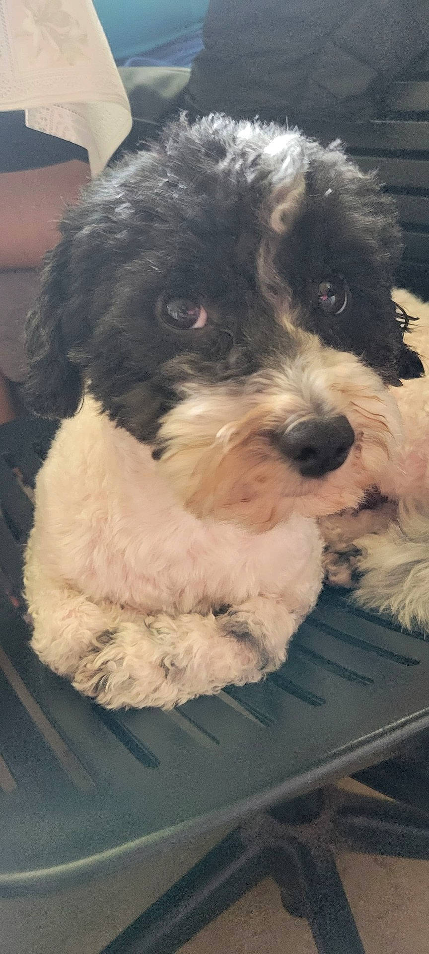 Snoopy is registered to the contest to win money with this photo: adorable, animal, black_and_white, black_nose, brown_markings, close_up, companion, curly_fur, cute, dog, fluffy, front_view, indoor, looking_at_camera, office_chair, pet, portrait, puppy, sitting, soft_fur