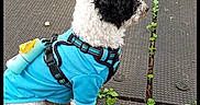 Snoopy is registered to the contest to win money with this photo: dog, small_dog, curly_fur, black_and_white, blue_clothing, harness, leash, outdoor, playground, rubber_flooring, sitting, looking_away, pet, companion_animal, backpack, orange_bag, greenery, playground_equipment, photography, daylight