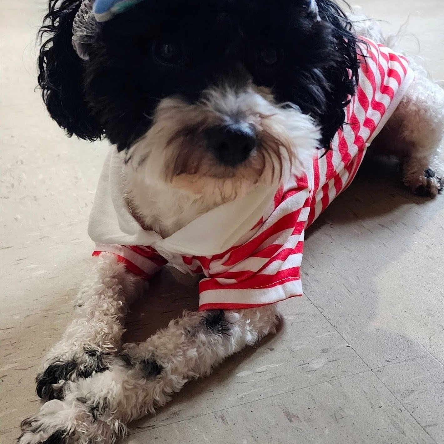 Snoopy