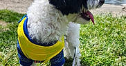 Snoopy is registered to the contest to win money with this photo: black_and_white, blue_clothing, buildings, city, curly_coat, daylight, dog, grass, leash, outdoors, park, pet, portrait, puppy, river, skyline, standing, tongue_out, waterfront, yellow_harness
