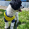 Snoopy is registered to the contest to win money with this photo: dog, puppy, curly_coat, black_and_white, yellow_harness, blue_clothing, tongue_out, standing, leash, grass, waterfront, river, city, skyline, buildings, outdoors, park, daylight, portrait, pet