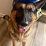 Rambo is registered to the contest to win money with this photo: dog, german_shepherd, pet, canine, standing, portrait, sombrero, hat, blue_hat, happy, tongue_out, fluffy, brown_fur, black_mask, ears, indoors, wood_floor, colorful_background, costume, fiesta