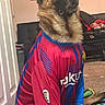 Rambo is registered to the contest to win money with this photo: dog, german_shepherd, pet, soccer_jersey, sportswear, football, indoors, sitting, portrait, animal, canine, brown_fur, black_fur, pointed_ears, collar, living_room, couch, carpet, clothing, humorous