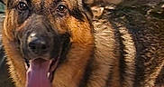 Rambo is registered to the contest to win money with this photo: dog, german_shepherd, canine, pet, animal, portrait, close_up, tongue, panting, happy, alert, brown_fur, black_markings, floppy_ears, face, eyes, nose, outdoor, sitting, photography