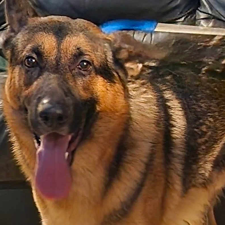 Rambo