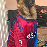Rambo joined the competition — help win amazing prizes! dog, german_shepherd, pet, soccer_jersey, sportswear, red, blue, portrait, sitting, indoors, living_room, couch, carpet, door, collar, floppy_ear, short_hair, animal, funny, soccer