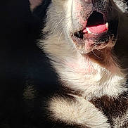 Nova is registered to the contest to win money with this photo: dog, husky, pet, animal, portrait, close_up, blue_eyes, open_mouth, smiling, happy, fluffy, fur, black_and_white, pink_nose, teeth, tongue, sitting, indoors, dramatic_lighting, cozy_background