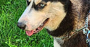 Nova is registered to the contest to win money with this photo: animal, blue_eye, brown_eye, canine, chain, collar, dog, garden, grass, greenery, husky, leash, open_mouth, outdoors, pet, pointy_ears, portrait, profile, siberian_husky, tongue