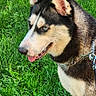 dog, husky, siberian_husky, canine, pet, animal, outdoors, grass, garden, greenery, portrait, profile, pointy_ears, blue_eye, brown_eye, open_mouth, tongue, leash, collar, chain