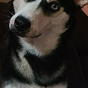 Nova is registered to the contest to win money with this photo: animal, black_and_white, blue_eye, close_up, couch, cute, dog, ears, fluffy, fur, head_tilt, heterochromia, husky, indoors, muzzle, nose, pet, portrait, siberian_husky, sitting