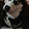 dog, husky, siberian_husky, pet, animal, portrait, close_up, sitting, head_tilt, blue_eye, heterochromia, black_and_white, fluffy, fur, ears, muzzle, nose, indoors, couch, cute