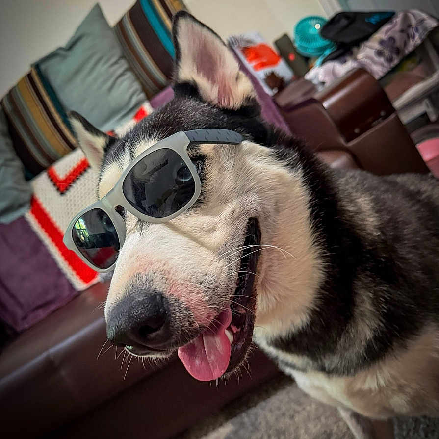 Nova