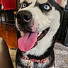 dog, husky, siberian_husky, pet, blue_eyes, open_mouth, tongue, panting, floppy_tongue, pointed_ears, black_and_white_fur, collar, dog_tags, portrait, close_up, indoor, living_room, television, rug, happy