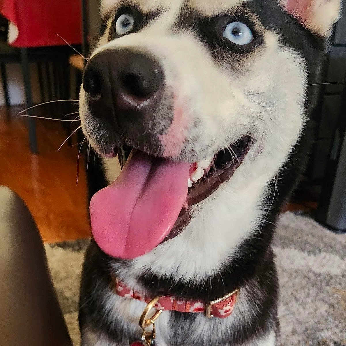 Nova