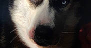 Nova is registered to the contest to win money with this photo: dog, puppy, siberian_husky, canine, blue_eye, heterochromia, portrait, close_up, sitting, fur, floppy_ears, pointed_ears, black_and_white, indoor, dramatic_lighting, dark_background, pet, muzzle, nose, animal_photography