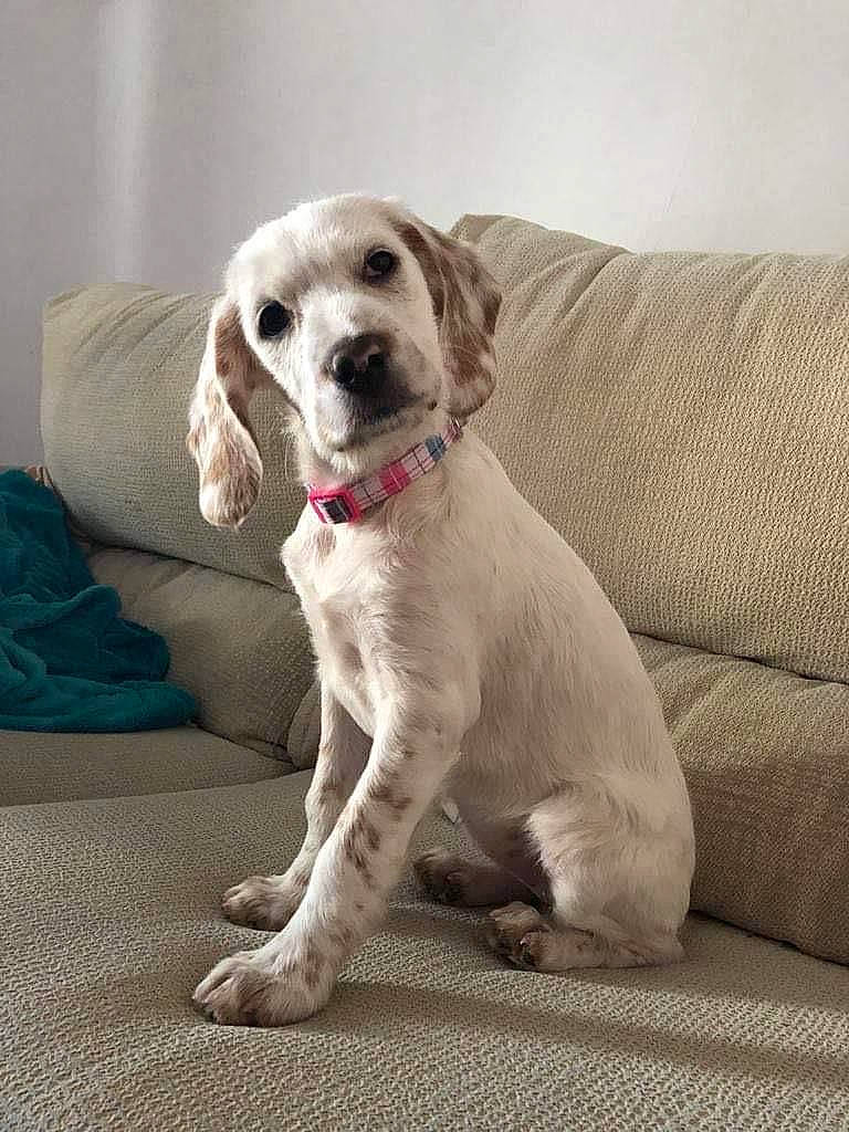 Lana a rejoint le concours — aidez-le/la à gagner de superbes lots ! canidae, carnivore, comfort, companion_dog, couch, dog, dog_breed, fawn, flooring, gun_dog, non_sporting_group, paw, pet_supply, puppy, retriever, street_dog, tail, whiskers, working_animal