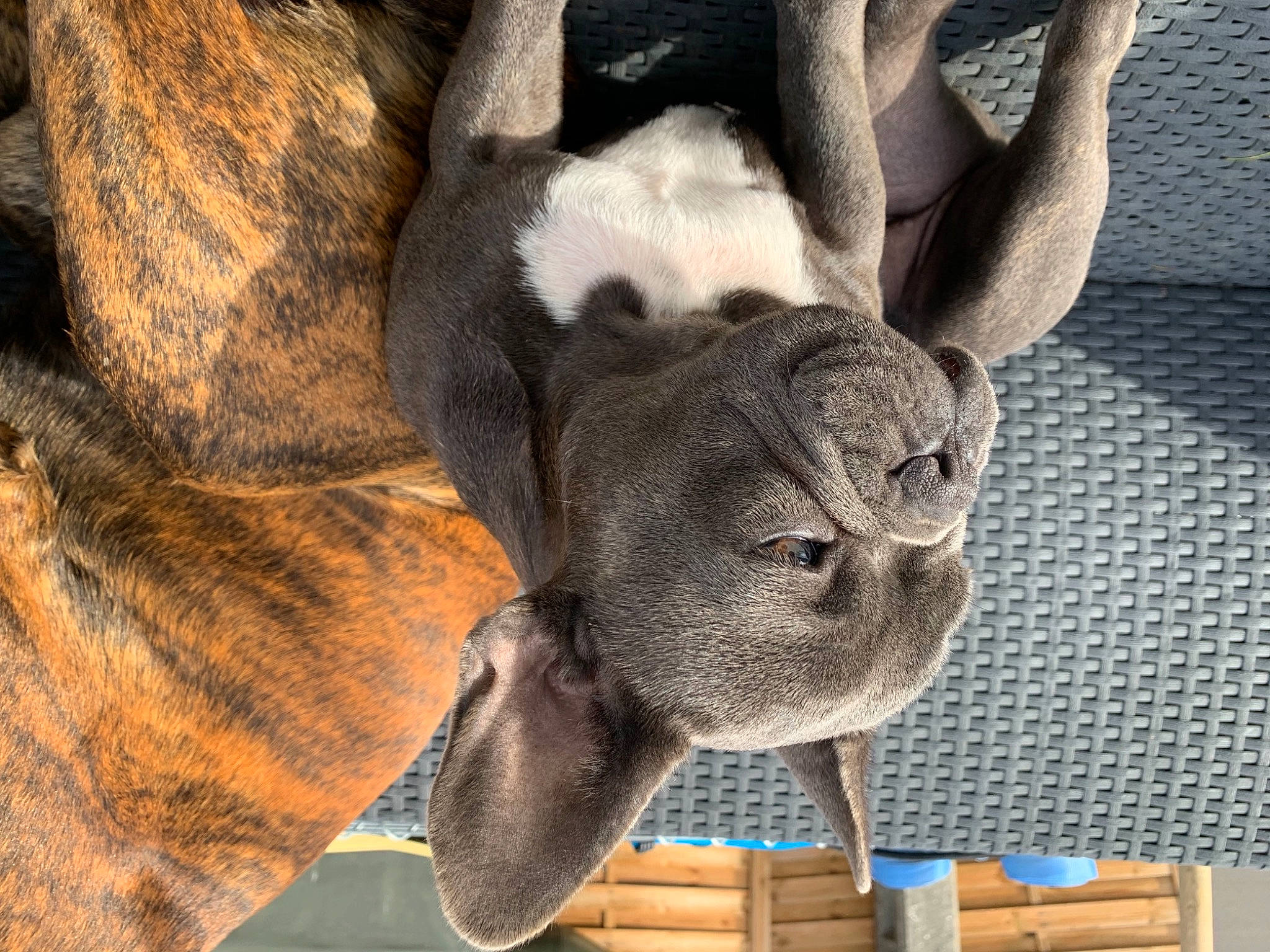 Ruby a rejoint le concours — aidez-le/la à gagner de superbes lots ! canidae, carnivore, ear, fawn, fur, rabbit, snout, sporting_group, weimaraner