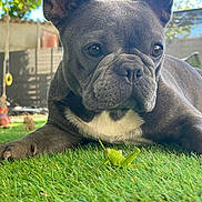Ruby a rejoint le concours — aidez-le/la à gagner de superbes lots ! dog, french_bulldog, grasshopper, insect, green, grass, outdoor, pet, animal, closeup, nature, curious, laying_down, fur, ears, snout, paws, sunlight, backyard, summer