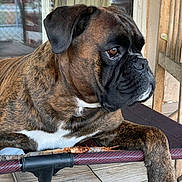 Nelson participe au concours pour gagner de l'argent avec cette photo : animal, black, boxer, brindle, brown, canine, chair, closeup, dog, domestic_animal, fence, looking_away, outdoor, paw, pet, porch, portrait, resting, white, wood_floor