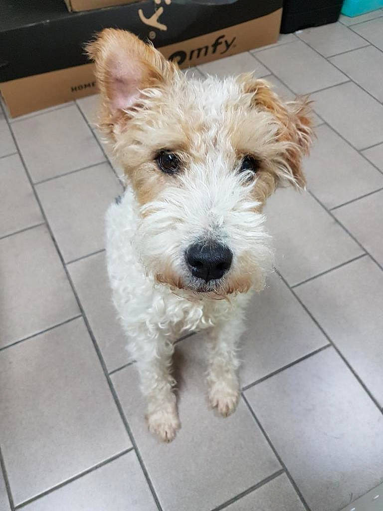 Iago participe au concours pour gagner de l'argent avec cette photo : canidae, carnivore, companion_dog, dog, dog_breed, dog_collar, flooring, fur, maltepoo, non_sporting_group, puppy, small_terrier, snout, sporting_group, tail, terrier, tile_flooring, toy_dog, working_animal, working_terrier