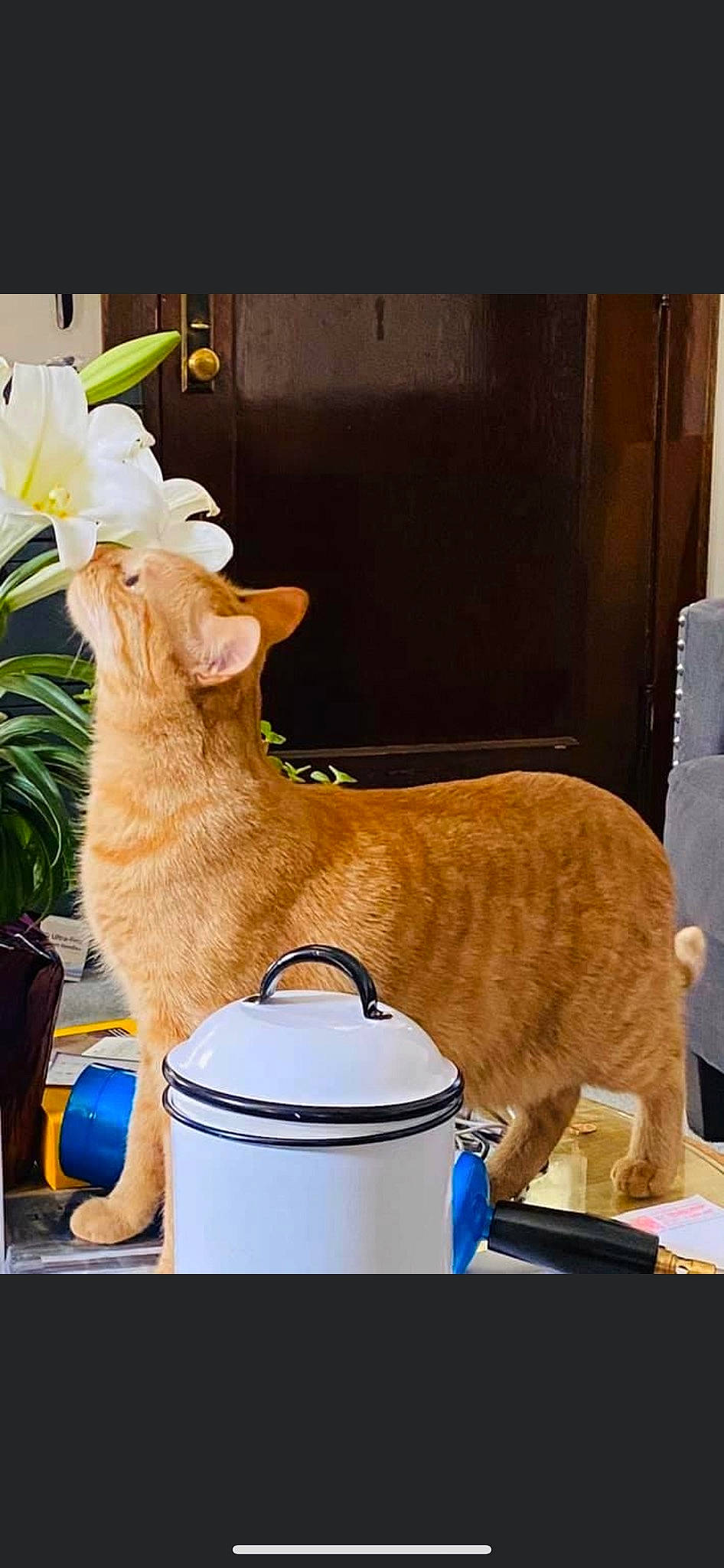 Jellybean joined the competition — help win amazing prizes! canidae, carnivore, cat, collar, dishware, domestic_short_haired_cat, fawn, felidae, flower, flowerpot, fur, houseplant, pet_supply, plant, pottery, serveware, small_to_medium_sized_cats, tail, whiskers, window