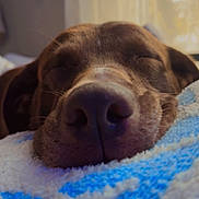 Coco is registered to the contest to win money with this photo: dog, sleeping, close_up, nose, blanket, indoor, resting, brown_dog, soft_texture, cozy, pet, animal, calm, relaxed, fur, snout, home, window_light, peaceful, portrait