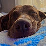 dog, sleeping, close_up, nose, blanket, indoor, resting, brown_dog, soft_texture, cozy, pet, animal, calm, relaxed, fur, snout, home, window_light, peaceful, portrait