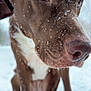 Coco is registered to the contest to win money with this photo: dog, brown_dog, white_fur, snow, snowflakes, close_up, outdoor, winter, animal, pet, canine, fur, nose, eyes, sitting, cold, nature, portrait, cute, frozen