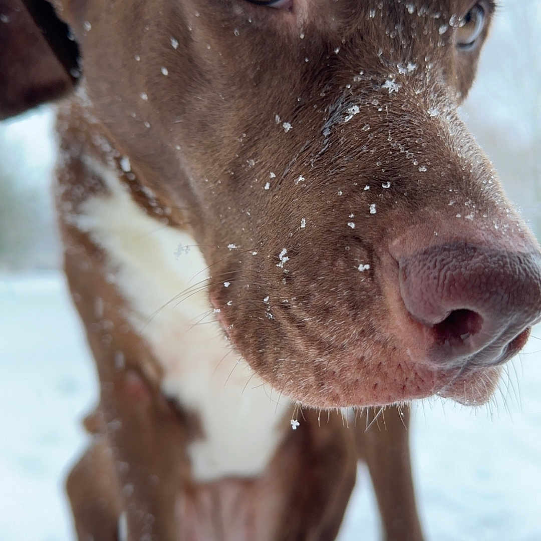 Coco is registered to the contest to win money with this photo: animal, brown_dog, canine, close_up, cold, cute, dog, eyes, frozen, fur, nature, nose, outdoor, pet, portrait, sitting, snow, snowflakes, white_fur, winter