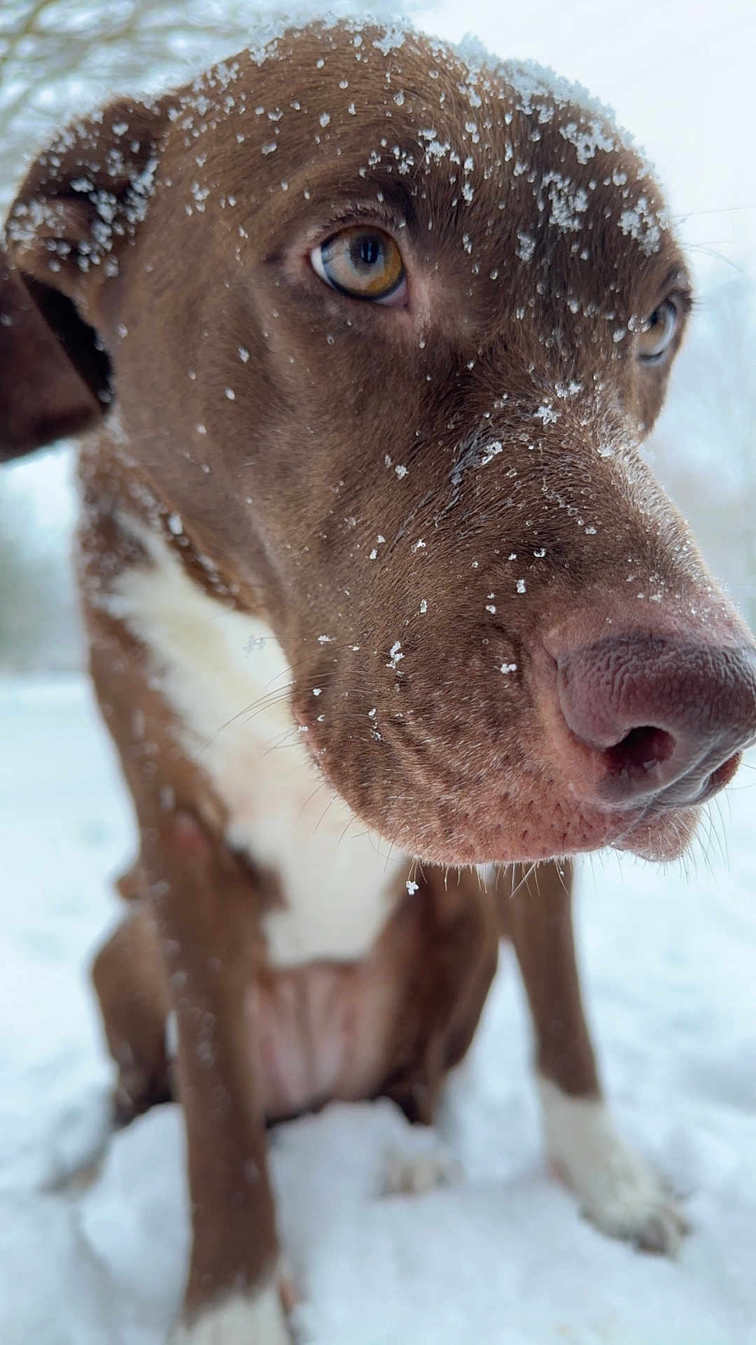 Coco is registered to the contest to win money with this photo: dog, brown_dog, white_fur, snow, snowflakes, close_up, outdoor, winter, animal, pet, canine, fur, nose, eyes, sitting, cold, nature, portrait, cute, frozen