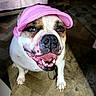 animal, bulldog, close_up, dog, fashionable, flash_photography, floor, funny, happy, hat, indoors, kitchen, pet, pink_cap, portrait, short_fur, smiling, teeth, tongue, white_and_brown
