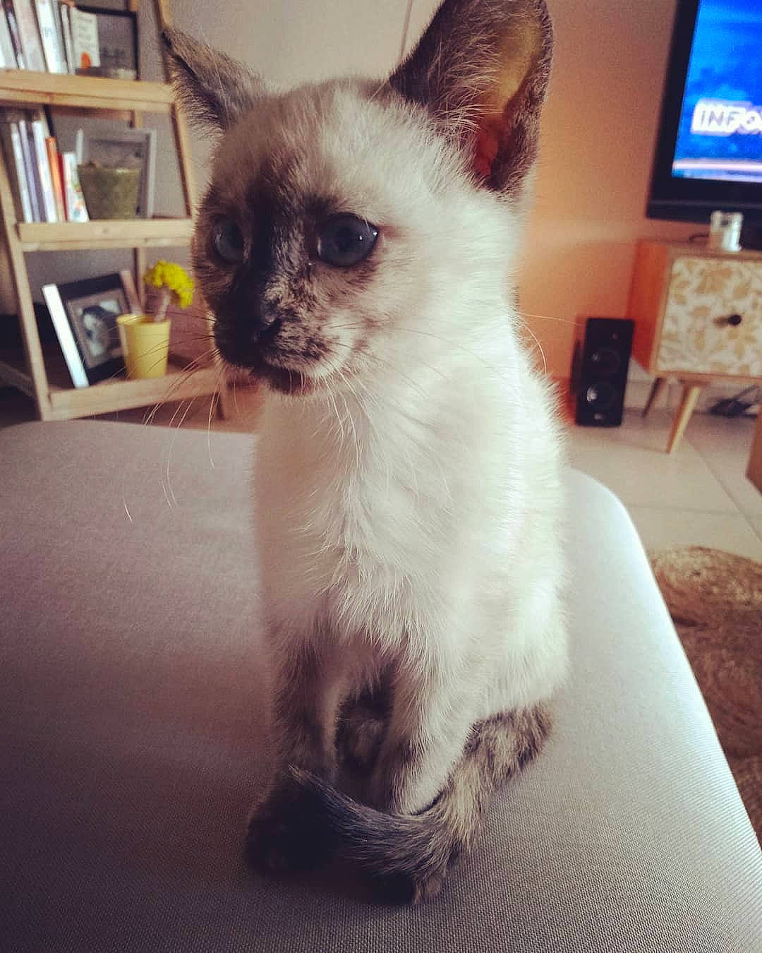 Sansa a rejoint le concours — aidez-le/la à gagner de superbes lots ! asian, balinese, birman, carnivore, cat, colorpoint_shorthair, eye, felidae, head, himalayan, javanese, kitten, mammal, siamese, sky, small_to_medium_sized_cats, thai, tonkinese, vertebrate, whiskers