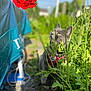 cat, gray_cat, flower, red_flower, bee, green_plants, garden, outdoor, sunlight, nature, curious, animal, pet, feline, leaves, closeup, daylight, wildlife, plant_stem, flora