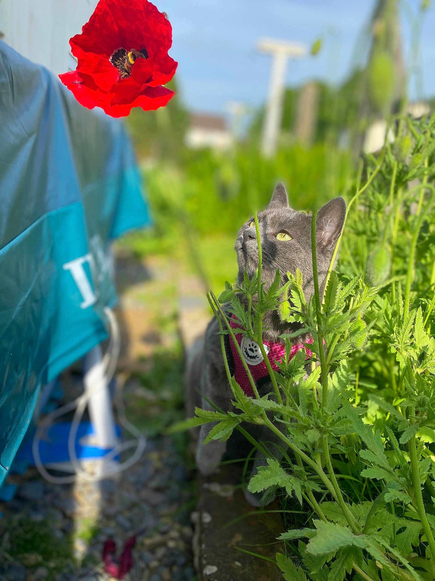 Saturne a rejoint le concours — aidez-le/la à gagner de superbes lots ! cat, gray_cat, flower, red_flower, bee, green_plants, garden, outdoor, sunlight, nature, curious, animal, pet, feline, leaves, closeup, daylight, wildlife, plant_stem, flora