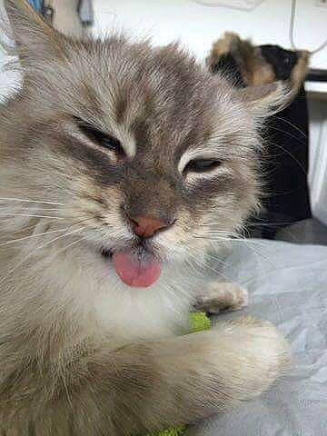 Leffie participe au concours pour gagner de l'argent avec cette photo : carnivore, cat, cat_supply, claw, domestic_short_haired_cat, fawn, felidae, fur, mammal, paw, small_to_medium_sized_cats, snout, tail, terrestrial_animal, whiskers, wildlife