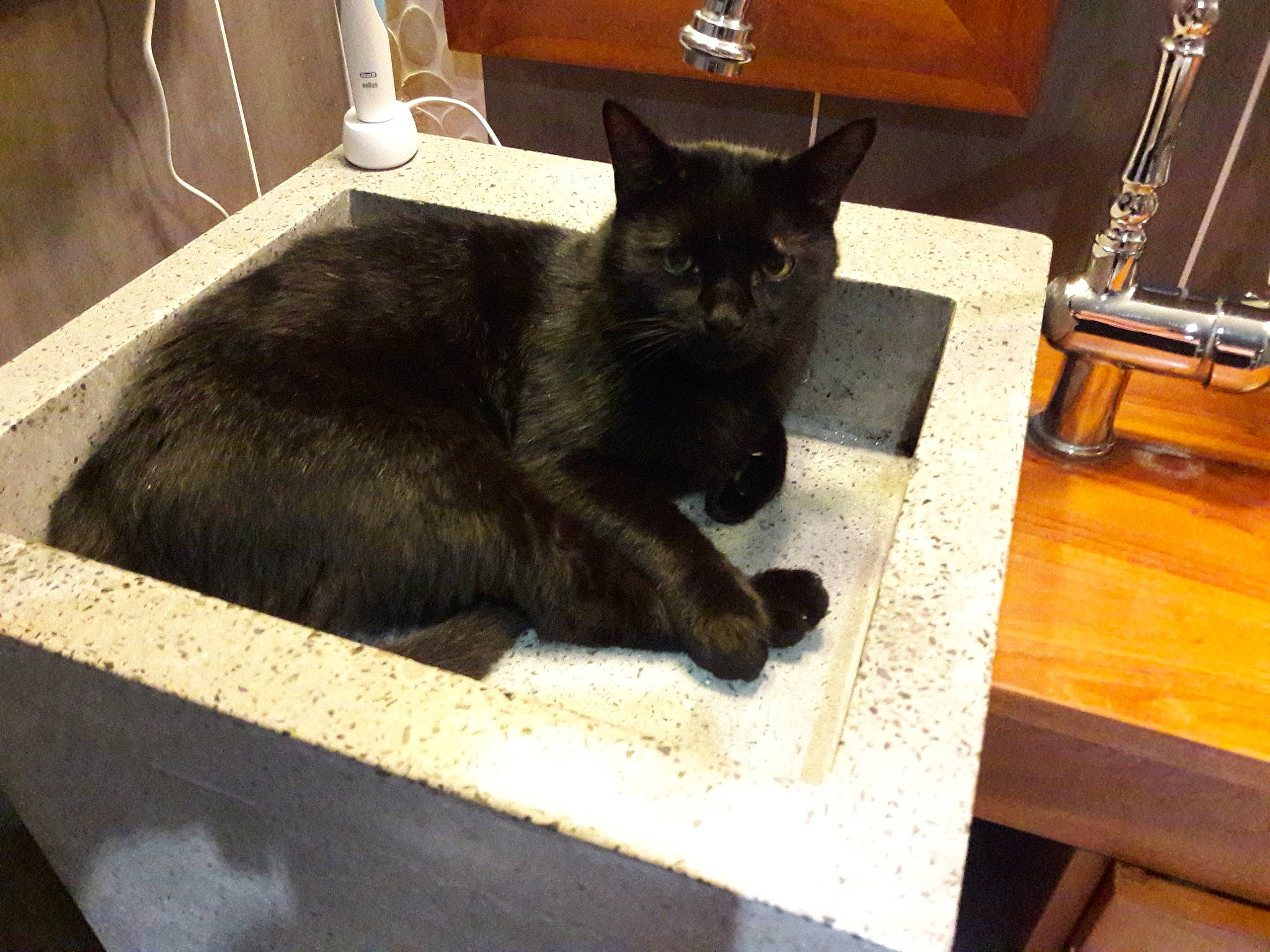 Bambou a rejoint le concours — aidez-le/la à gagner de superbes lots ! asian, black_cat, bombay, burmese, carnivore, cat, domestic_short_haired_cat, felidae, floor, flooring, havana_brown, korat, mammal, nebelung, small_to_medium_sized_cats, tail, whiskers, wood