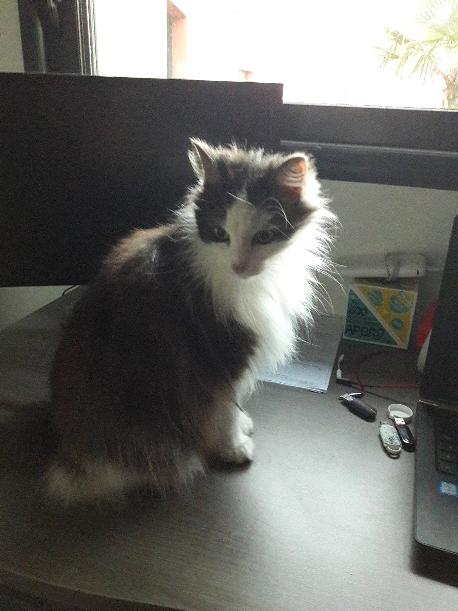 Poupoune participe au concours pour gagner de l'argent avec cette photo : american_curl, british_semi_longhair, carnivore, cat, domestic_long_haired_cat, ear, felidae, fur, kitten, mammal, norwegian_forest_cat, persian, ragamuffin, small_to_medium_sized_cats, tail, whiskers