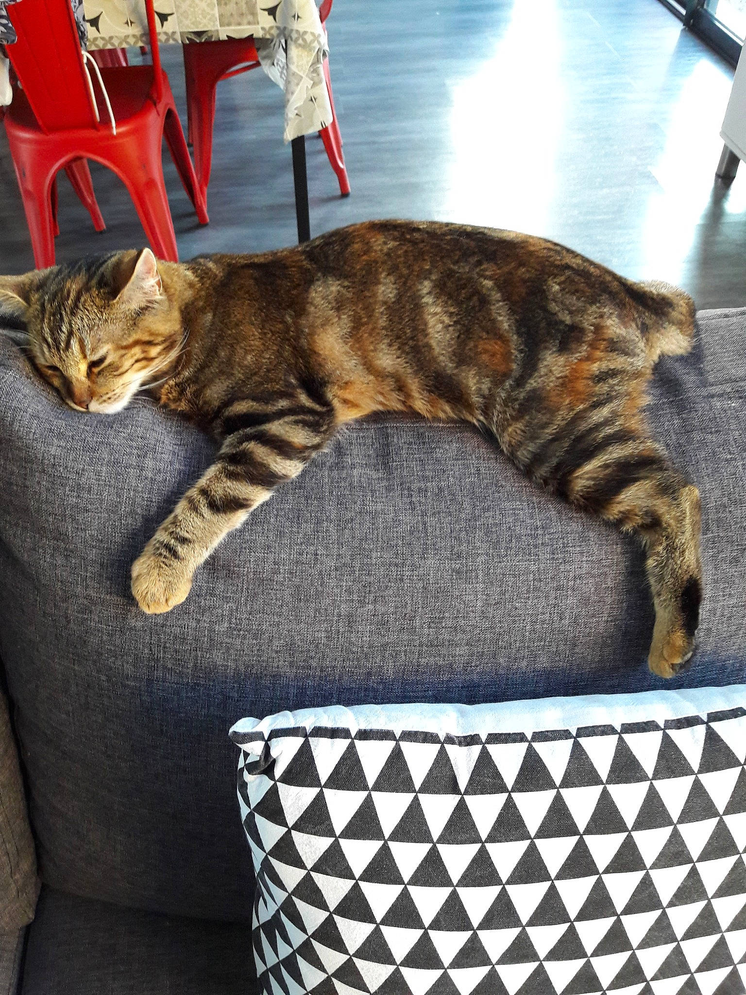 Pitchoun a rejoint le concours — aidez-le/la à gagner de superbes lots ! american_shorthair, asian, bengal, california_spangled, carnivore, cat, domestic_short_haired_cat, dragon_li, european_shorthair, felidae, fur, kitten, mammal, ocicat, small_to_medium_sized_cats, tabby_cat, toyger, whiskers, wild_cat